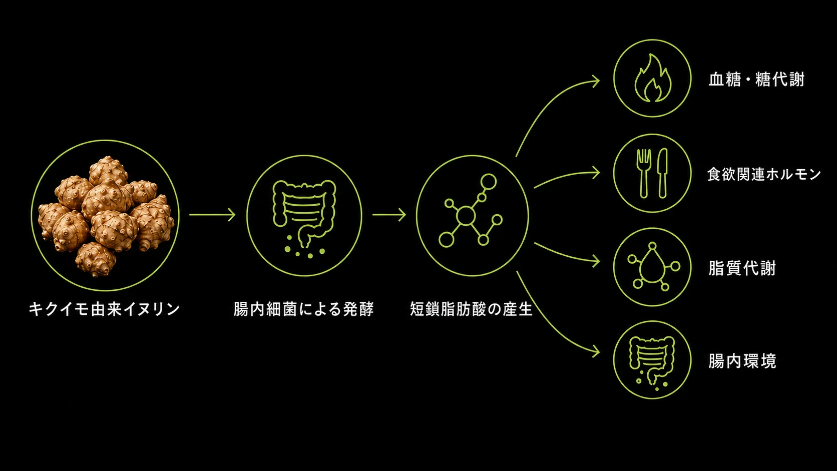 キクイモ由来イヌリンが腸内細菌によって発酵され、短鎖脂肪酸の産生を介して複数の研究領域につながる流れ